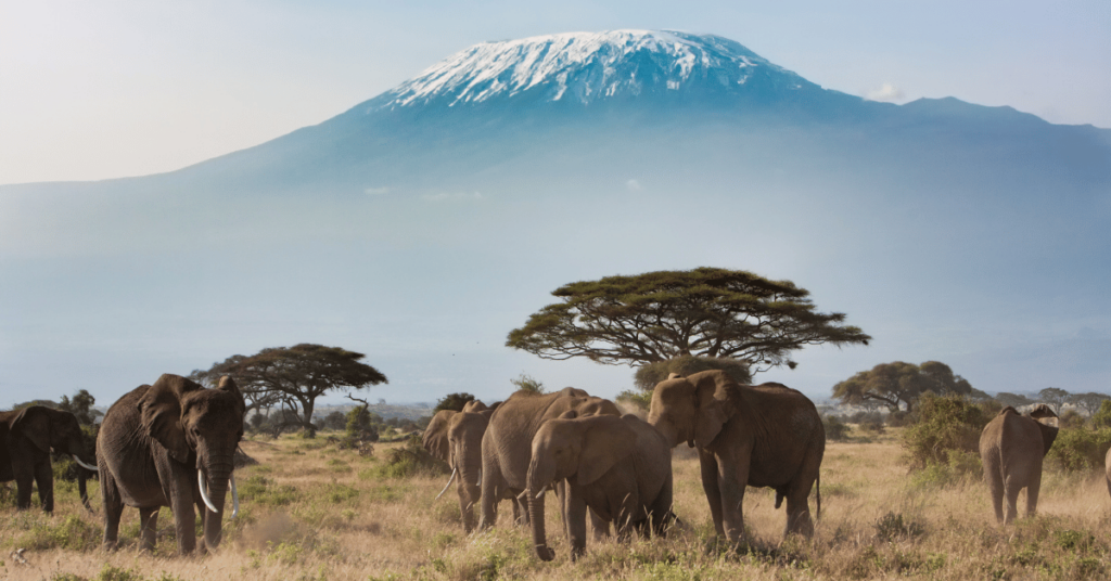 Gunung Kilimanjaro tertinggi di Afrika dengan puncak tertutup salju